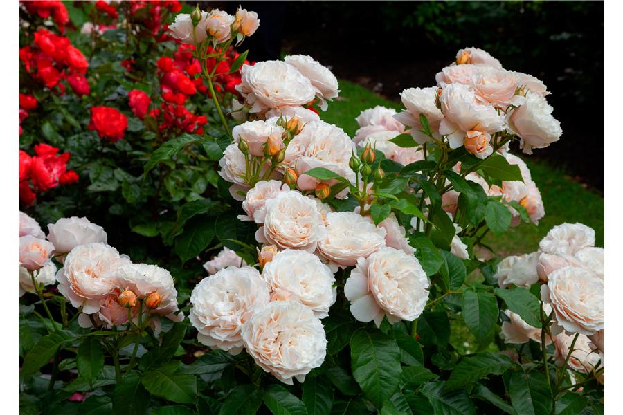 FLORIBUNDA